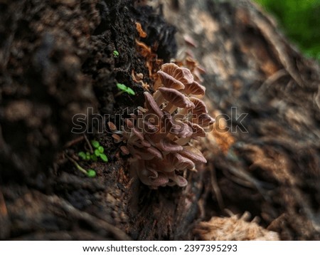 Group of ringless honey mushrooms or Armillaria Tabescens. Bornean ringless honey mushroom.  beautiful small fungus.  tropical rainforest fungus. mushrooms in natural life.