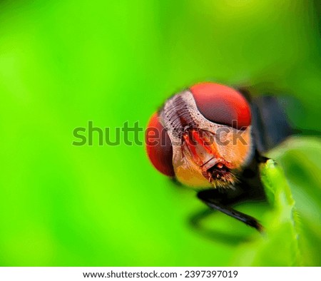 Close up photo of the eye of a carrion fly Royalty-Free Stock Photo #2397397019
