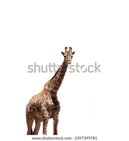 Tall Young giraffe portrait with white background