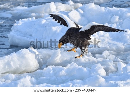Bird watching with floating ices in winter
