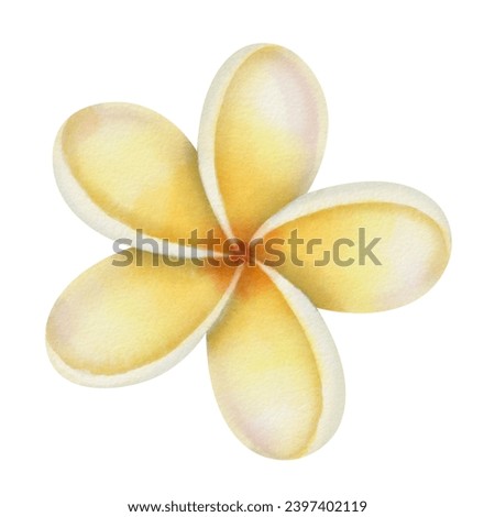 Plumeria Flower Watercolor illustration. Hand drawn clip art of Frangipani on isolated background. Drawing of tropical exotic flowering plant. Bud with yellow petals. For floral greeting card design.