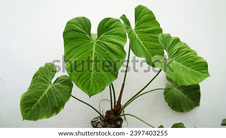 Philodendron elchoco red profile picture white background