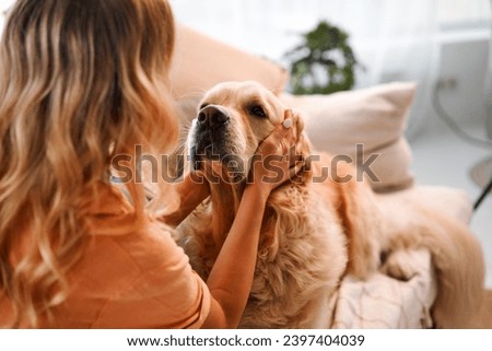 Shared moments. Back view of female blonde caressing furry dog behind ears during leisure time at cozy apartment. Young woman and golden retriever enjoying bonding interaction together during daytime. Royalty-Free Stock Photo #2397404039