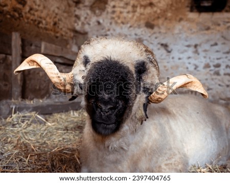 Close-up of a lamb with large curled horns and a black face and white body Royalty-Free Stock Photo #2397404765