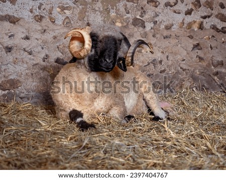 Ram with large curled horns, black face, and white body lying on a pile of straw in a farm Royalty-Free Stock Photo #2397404767