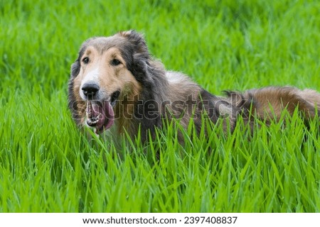 Outdoor Portrait of a Scottish longhair Colliedog photo
