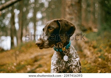 Kurtshaar dog on the background of spring forest - film photo with highlights