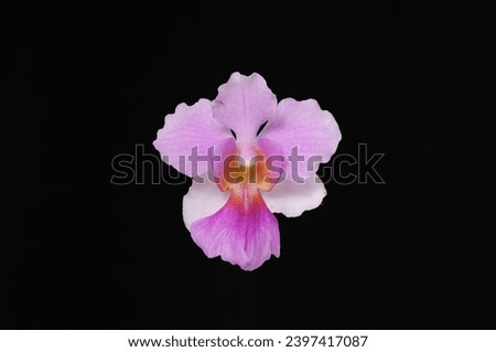 Pink orchids closeup isolated on black background Royalty-Free Stock Photo #2397417087