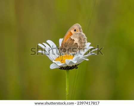 Small Heath Butterfly Feeding on Ox-eye Daisy Royalty-Free Stock Photo #2397417817