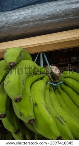 closeup of green bananas hanging