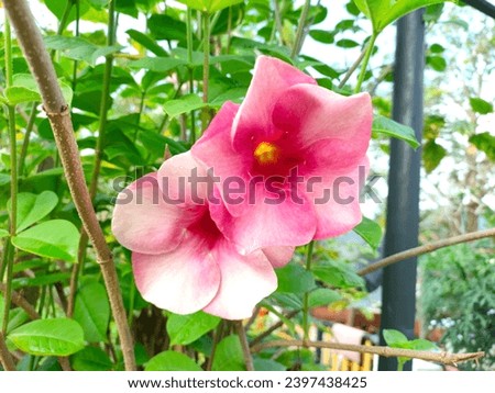 Flowers like hibiscus, bougainvillea, and others are frequently found in gardens around Malaysia. These vivid blossoms enhance landscapes with color and scent as they flourish in the tropical climate.