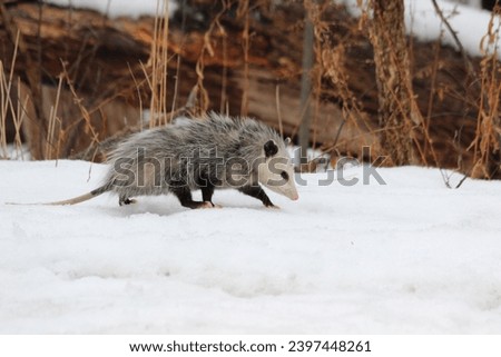 Virginia opossum walking through snow