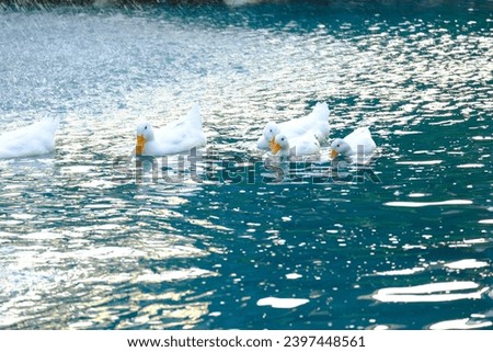 The white swans court females in the lake. 