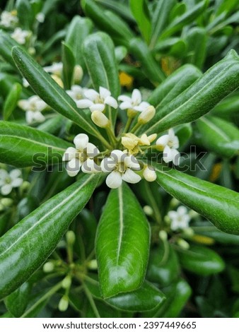 Pittosporum tobira
blooming of small white flowers among dense greenery
Clade:	Tracheophytes
Clade:	Angiosperms
Clade:	Eudicots
Clade:	Asterids
Order:	Apiales
Family:	Pittosporaceae
Genus:	Pittosporum Royalty-Free Stock Photo #2397449665