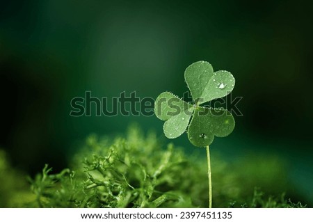 Shamrock leaf in a forest. St. Patrick's holiday greeting card. Three-leaved clover leaf as a symbol of st. Patrick's day. 