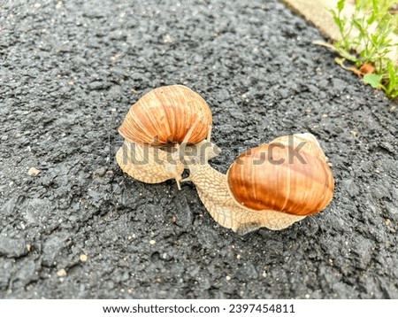 Common garden snail (Cornu aspersum) is a terrestrial pulmonate gastropod mollusc in the family Helicidae, which include the most commonly familiar land snails. Royalty-Free Stock Photo #2397454811