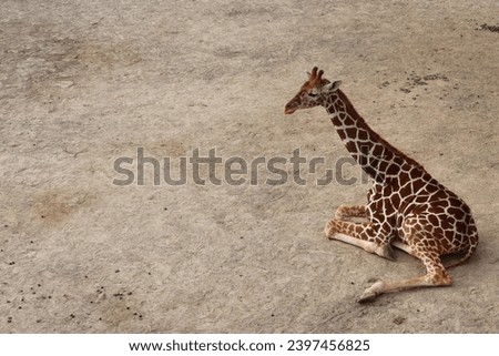 Close up the of a baby giraffe facing the left sitting on the field with legs folded. It looks sick and sad. There are space for writing words.