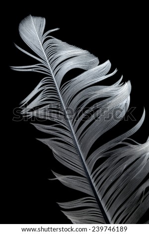 feather against black