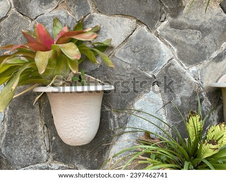 Bromeliad plants in white pots as decoration against the background of a river stone wall