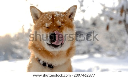 Shiba Inu dog with a fabulous winter forest. High quality photo