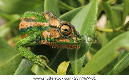 Beautiful Cape dwarf chameleon (Bradypodion pumilum) Western Cape South Africa 