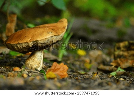 Close up picture of a bolete mushroom