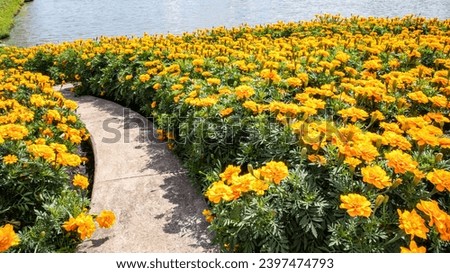FRENCH CRESTED LITTLE HERO ORANGE MARIGOLD bloom Decorate and have the way to the lake water