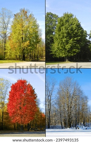 4 seasons image of winter spring autumn summer of a single maple tree located in a Detroit Michigan suburb. Created on 05.11.23 Royalty-Free Stock Photo #2397493135