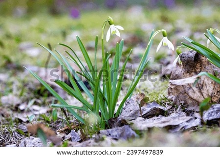 Snowdrop flowers in early spring forest. Close up, shallow depth of field