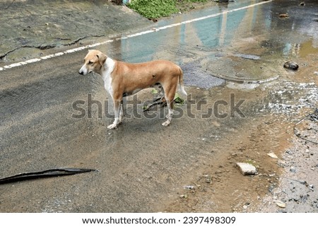 Stray dog looking for food and shelter after Chennai Cyclone Michaung. Poor dog looking for food in the streets with rain water draining.