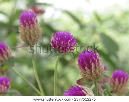 Close up beautiful pictures of globe amaranth flower.
