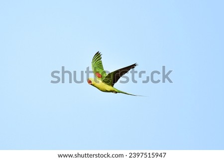 Alexandrine parakeet was flying cross the blue sky. photo shot at Nonthaburi, Thailand.