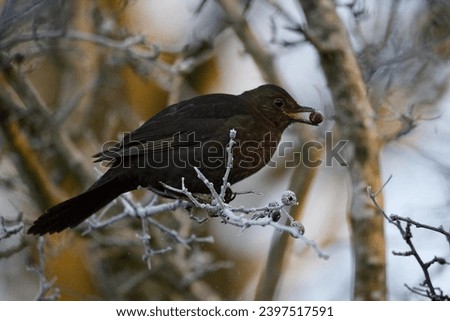 Blackbird eating frozen berries perched on a frozen branch