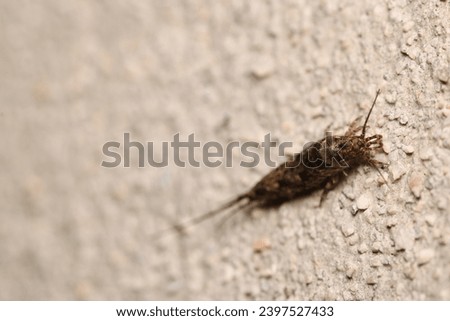 archaeognatha silverfish insect macro photo