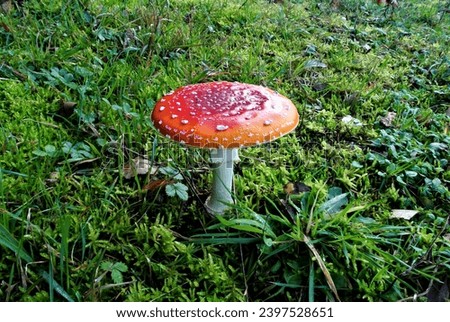 Fly agaric or fly amanita mushroom (lat. Amanita muscaria), poisonous, not edible wild mushroom in a forest, fungus of the genus Amanita, mycology Royalty-Free Stock Photo #2397528651
