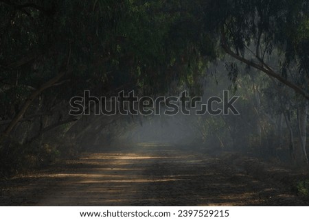 A foggy morning in chichawatni forest with sun beams on a path inside the jungle.