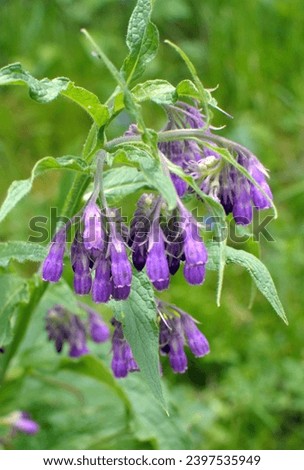 In the meadow, among wild herbs the comfrey (Symphytum officinale) is blooming Royalty-Free Stock Photo #2397535949