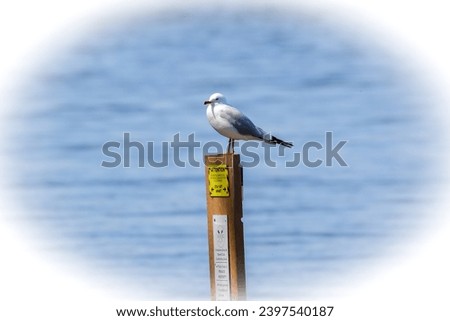 Ring-billed Seagull. Sideview. Perched on a wooden post over looking the water with blurred blue background.