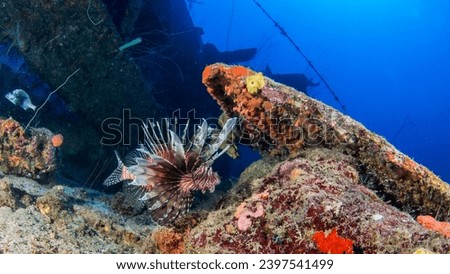 Lionfish in a wreck in the Caribbean