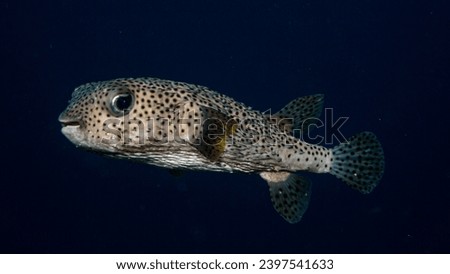 Pocupine fish in a coral reef