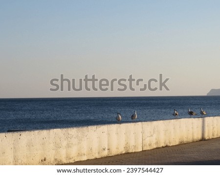 Seagulls sit on a concrete wall running along the seashore on a sunny summer evening
