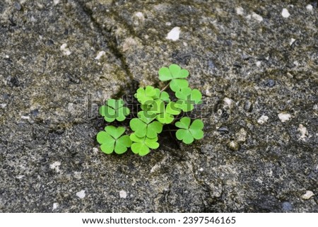 sprout growing from concrete. clovers growing from concrete gap. nature's self-renewal. the concept of growth, development, overcoming difficulties and beginning.