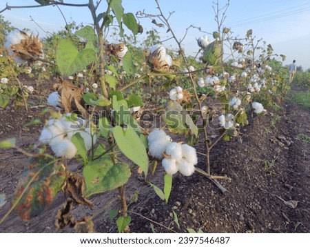 Cotton Plantation India Stock Photos, High-Res Pictures, and Images 