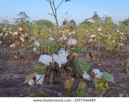 Cotton Plantation India Stock Photos, High-Res Pictures, and Images 