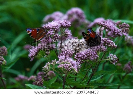 Colorful butterflies on flourishing violet plants close up.