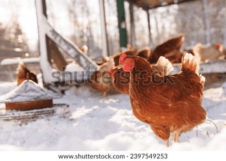 chicken walking on an eco-poultry farm in winter, free-range chicken farm Royalty-Free Stock Photo #2397549253