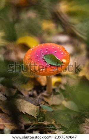 Colorful autumn mushrooms in the fall close-up.