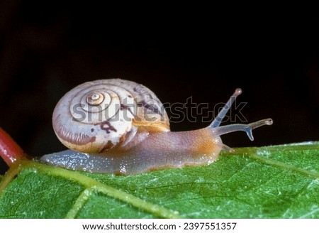 Monacha cartusiana - a mollusk with a parasite in a growth on the eye crawls along a green leaf, Ukraine