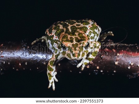 European green toad (Bufotes viridis), the most common amphibian species in southern Ukraine, decreasing in number Royalty-Free Stock Photo #2397551373