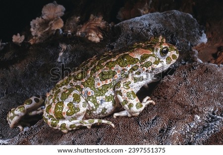 European green toad (Bufotes viridis), the most common amphibian species in southern Ukraine, decreasing in number Royalty-Free Stock Photo #2397551375